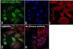 Clathrin Heavy Chain Antibody in Immunocytochemistry (ICC/IF)