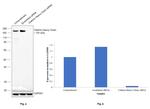 Clathrin Heavy Chain Antibody