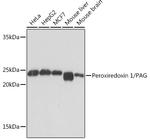 PRDX1 Antibody in Western Blot (WB)