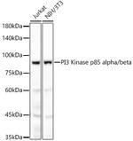 PI3K p85 alpha Antibody in Western Blot (WB)