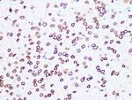 Lamin B2 Antibody in Immunohistochemistry (Paraffin) (IHC (P))