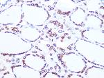 Lamin B2 Antibody in Immunohistochemistry (Paraffin) (IHC (P))