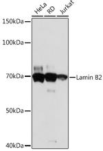 Lamin B2 Antibody in Western Blot (WB)