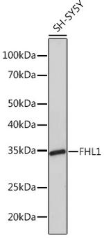 FHL1 Antibody in Western Blot (WB)