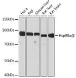 HSP90 Antibody in Western Blot (WB)