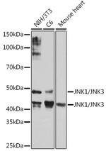 JNK1/JNK3 Antibody in Western Blot (WB)