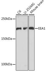 EEA1 Antibody in Western Blot (WB)