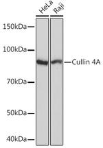Cullin 4A Antibody in Western Blot (WB)