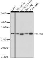 PSME1 Antibody in Western Blot (WB)