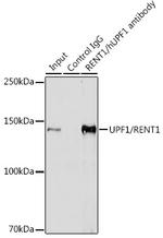 UPF1 Antibody in Immunoprecipitation (IP)