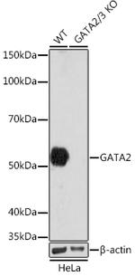 GATA2/GATA3 Antibody in Western Blot (WB)