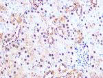 PSMA3 Antibody in Immunohistochemistry (Paraffin) (IHC (P))