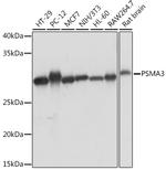 PSMA3 Antibody in Western Blot (WB)