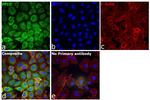 Cyclophilin 40 Antibody in Immunocytochemistry (ICC/IF)