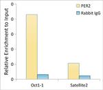 PER2 Antibody in ChIP Assay (ChIP)