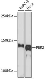 PER2 Antibody in Western Blot (WB)