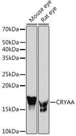 Alpha A Crystallin Antibody in Western Blot (WB)