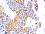 EBP1 Antibody in Immunohistochemistry (Paraffin) (IHC (P))