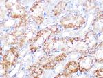 EBP1 Antibody in Immunohistochemistry (Paraffin) (IHC (P))