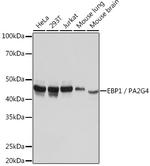 EBP1 Antibody in Western Blot (WB)