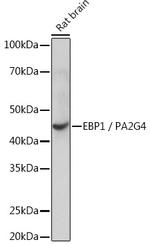 EBP1 Antibody in Western Blot (WB)