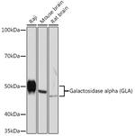 alpha Galactosidase Antibody in Western Blot (WB)