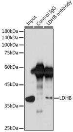 LDHB Antibody in Immunoprecipitation (IP)