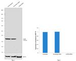 LDHB Antibody