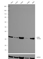 LDHB Antibody in Western Blot (WB)