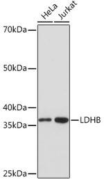 LDHB Antibody in Western Blot (WB)