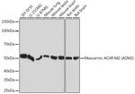 CHRM2 Antibody in Western Blot (WB)