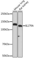 IL17RA Antibody in Western Blot (WB)