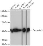 Pannexin 1 Antibody in Western Blot (WB)