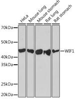 WIF1 Antibody in Western Blot (WB)