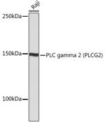 PLCG2 Antibody in Western Blot (WB)