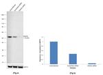 RAD52 Antibody in Western Blot (WB)