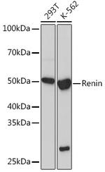 Renin Antibody in Western Blot (WB)