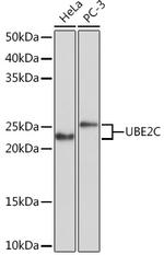 UBE2C Antibody in Western Blot (WB)