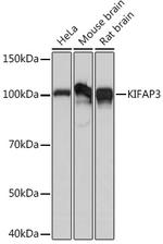 KAP3 Antibody in Western Blot (WB)