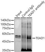 TEF1 Antibody in Immunoprecipitation (IP)