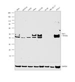 TEF1 Antibody in Western Blot (WB)