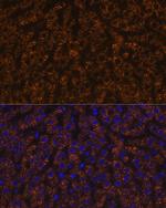 ANGPTL3 Antibody in Immunohistochemistry (Paraffin) (IHC (P))