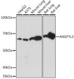 ANGPTL3 Antibody in Western Blot (WB)