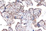 HSPE1 Antibody in Immunohistochemistry (Paraffin) (IHC (P))