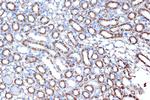 HSPE1 Antibody in Immunohistochemistry (Paraffin) (IHC (P))