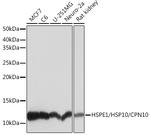 HSPE1 Antibody in Western Blot (WB)