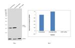 HSPE1 Antibody in Western Blot (WB)