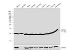 HSPE1 Antibody in Western Blot (WB)