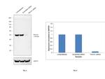 TSG101 Antibody in Western Blot (WB)