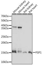 FGF1 Antibody in Western Blot (WB)